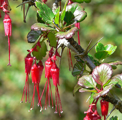 Ribes speciosum